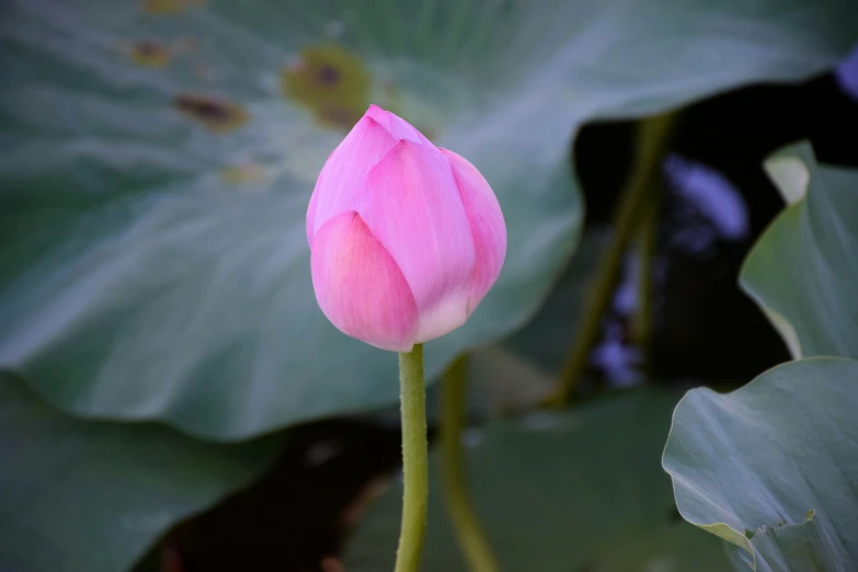 a close - up of a flower that appears to be pink