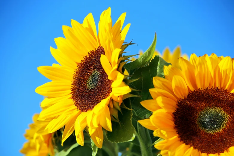 there are several yellow flowers in the vase