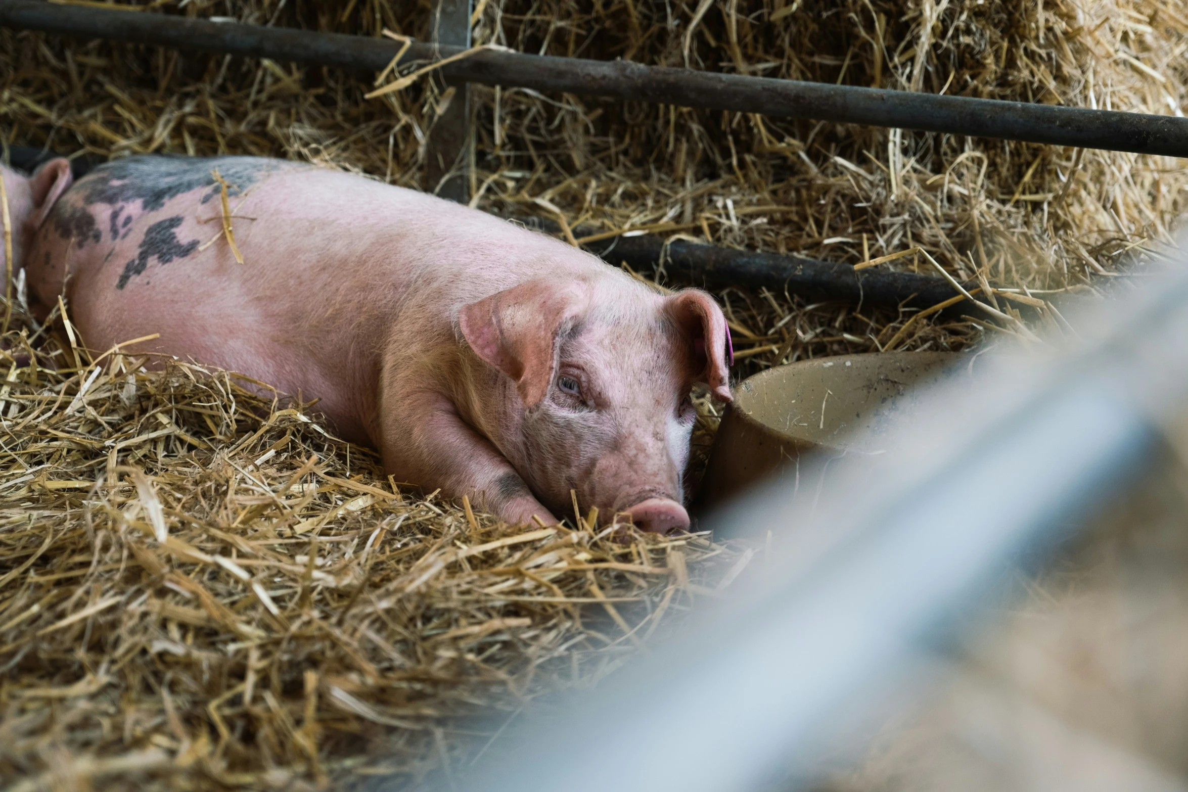 a small pink pig laying in hay in the grass