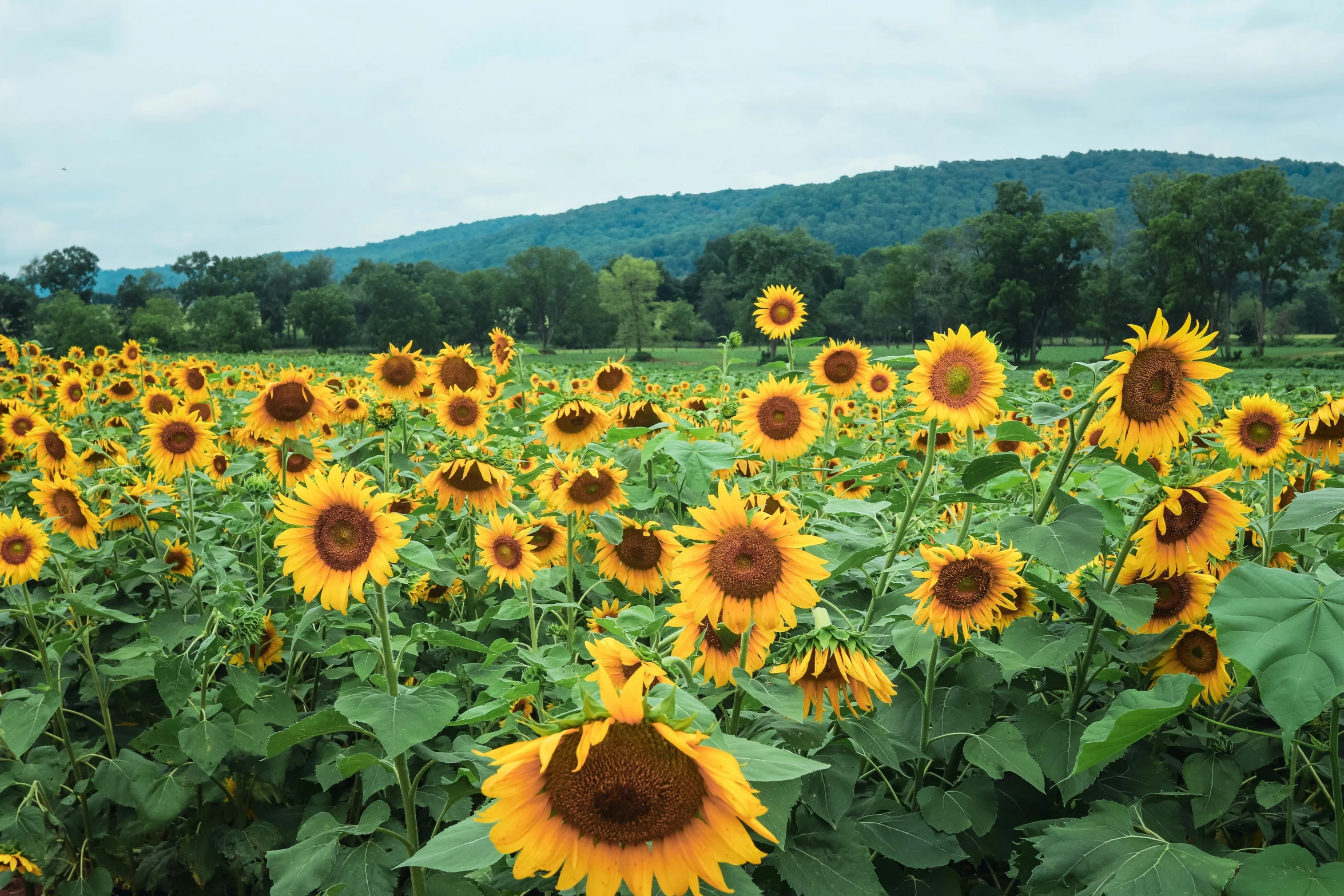 large sunflower field, blue sky and green hills in the background