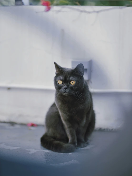 a black cat sits outside looking into the camera