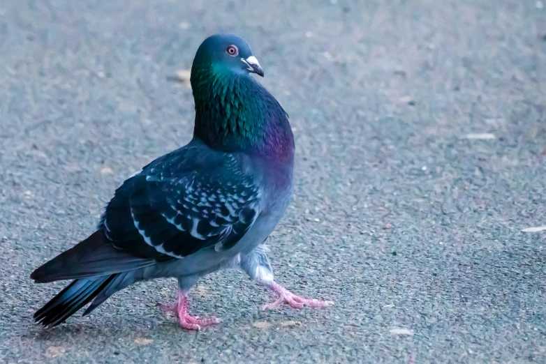 a pigeon with a blue tail, purple and black feathers, and black feet is standing on cement