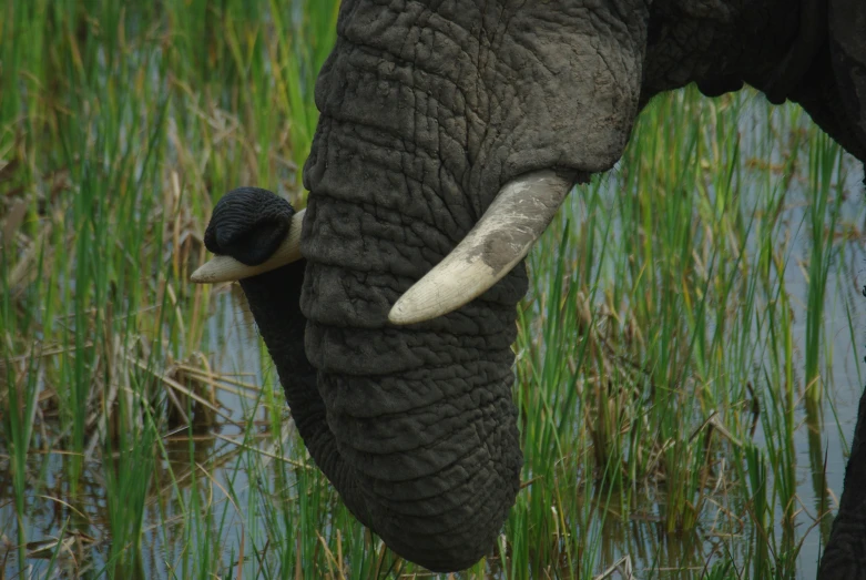 a close up po of an elephant's trunk