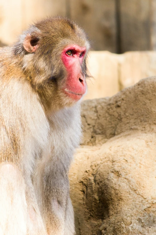 a close up of a monkey with a blurry background