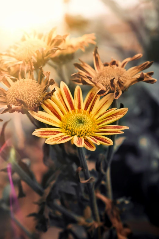 an up close po of a yellow flower