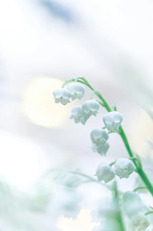 closeup of small white flowers and green stems