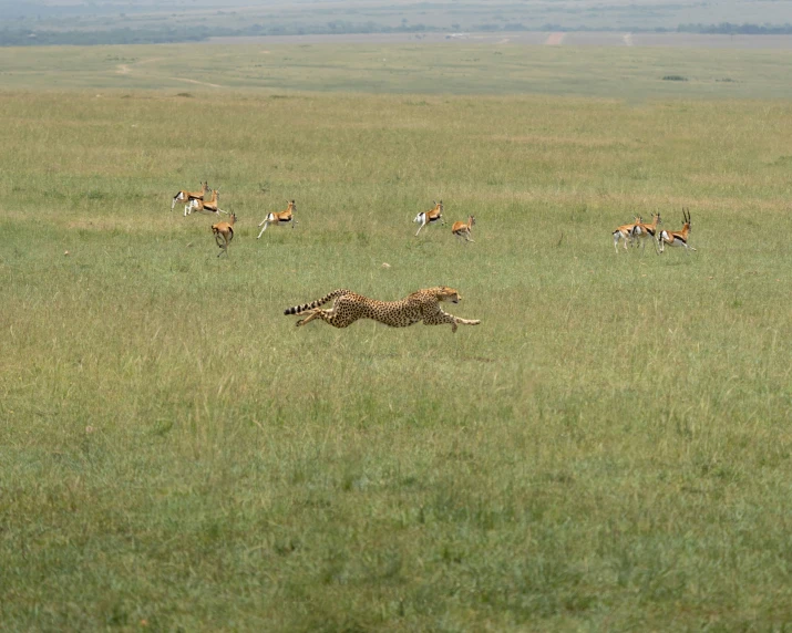 giraffes running in an open field while other animals are in the distance