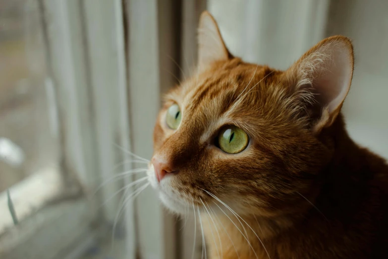 an orange cat looking out of a closed window