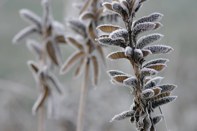 this is a frosty, small, plant with thin leaves