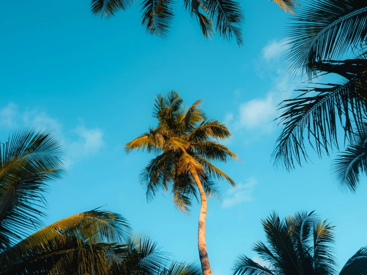 the sun shining through some palm trees