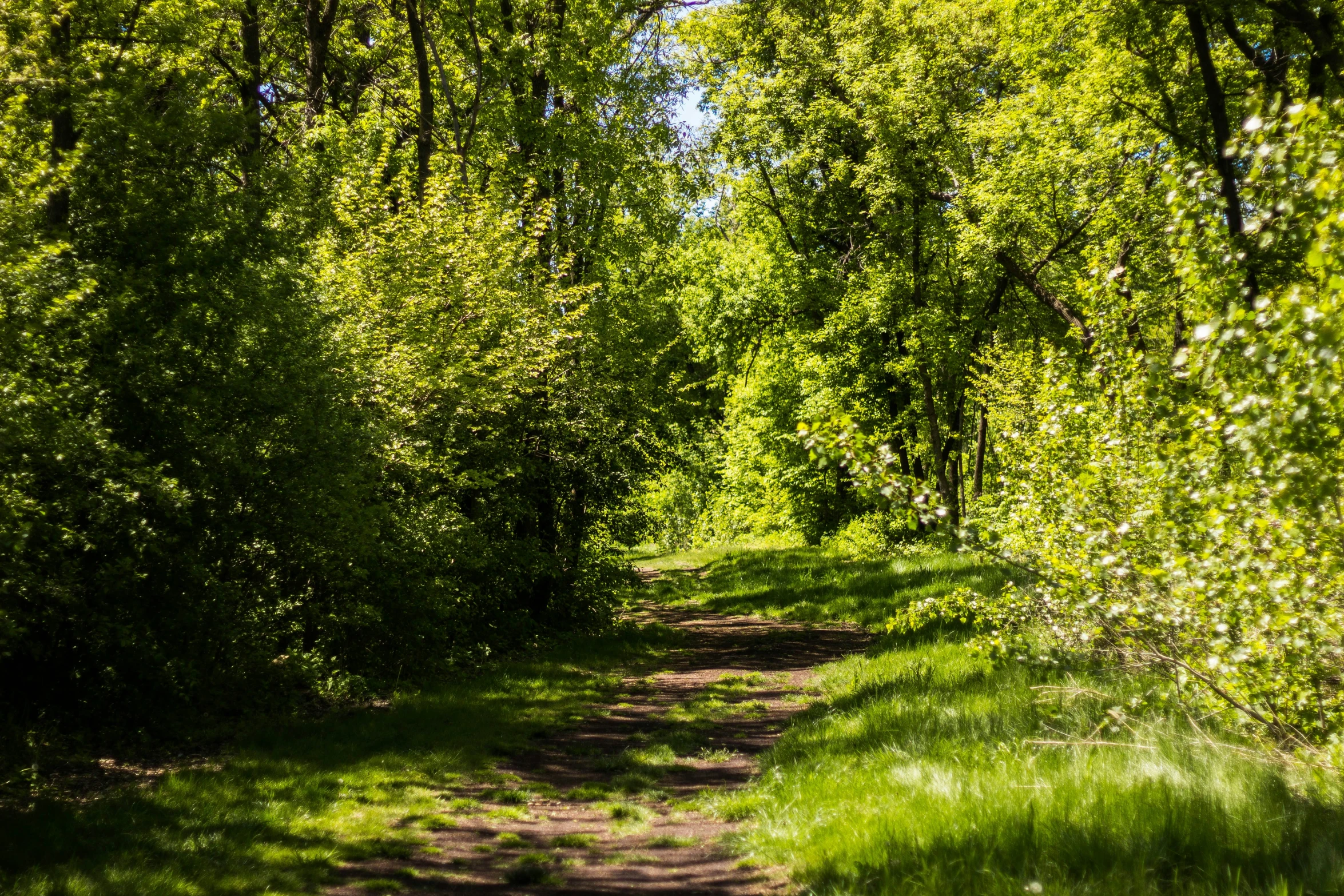 a path with lots of green leaves on the trees