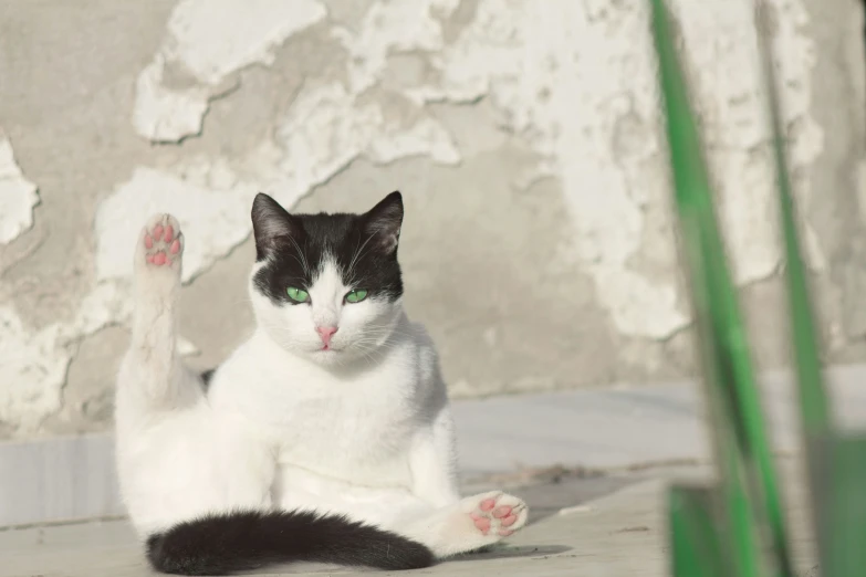 black and white cat with white paws sitting on concrete floor