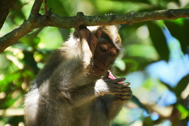 a small monkey standing in the tree licking on a pink flower