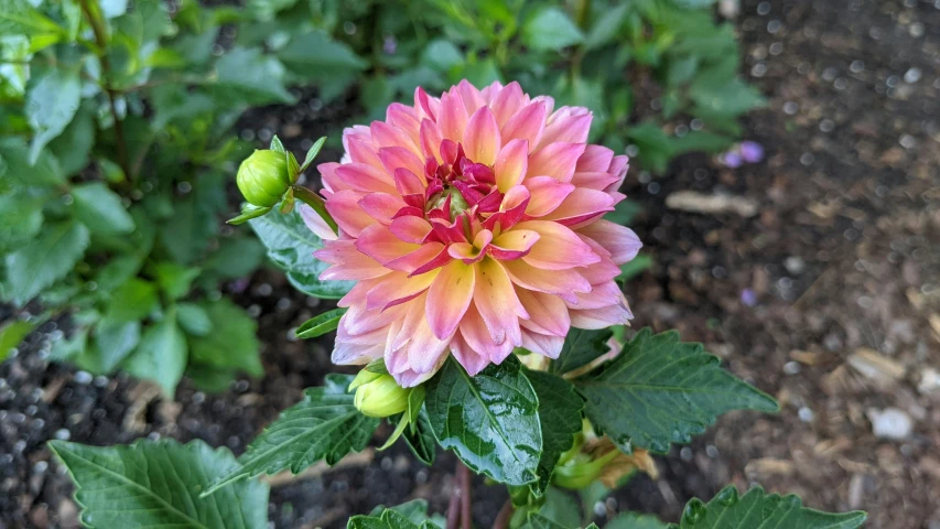 a pink flower in the middle of a bush