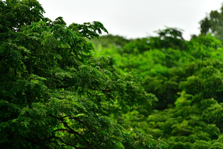 rain falls in the trees of a forest