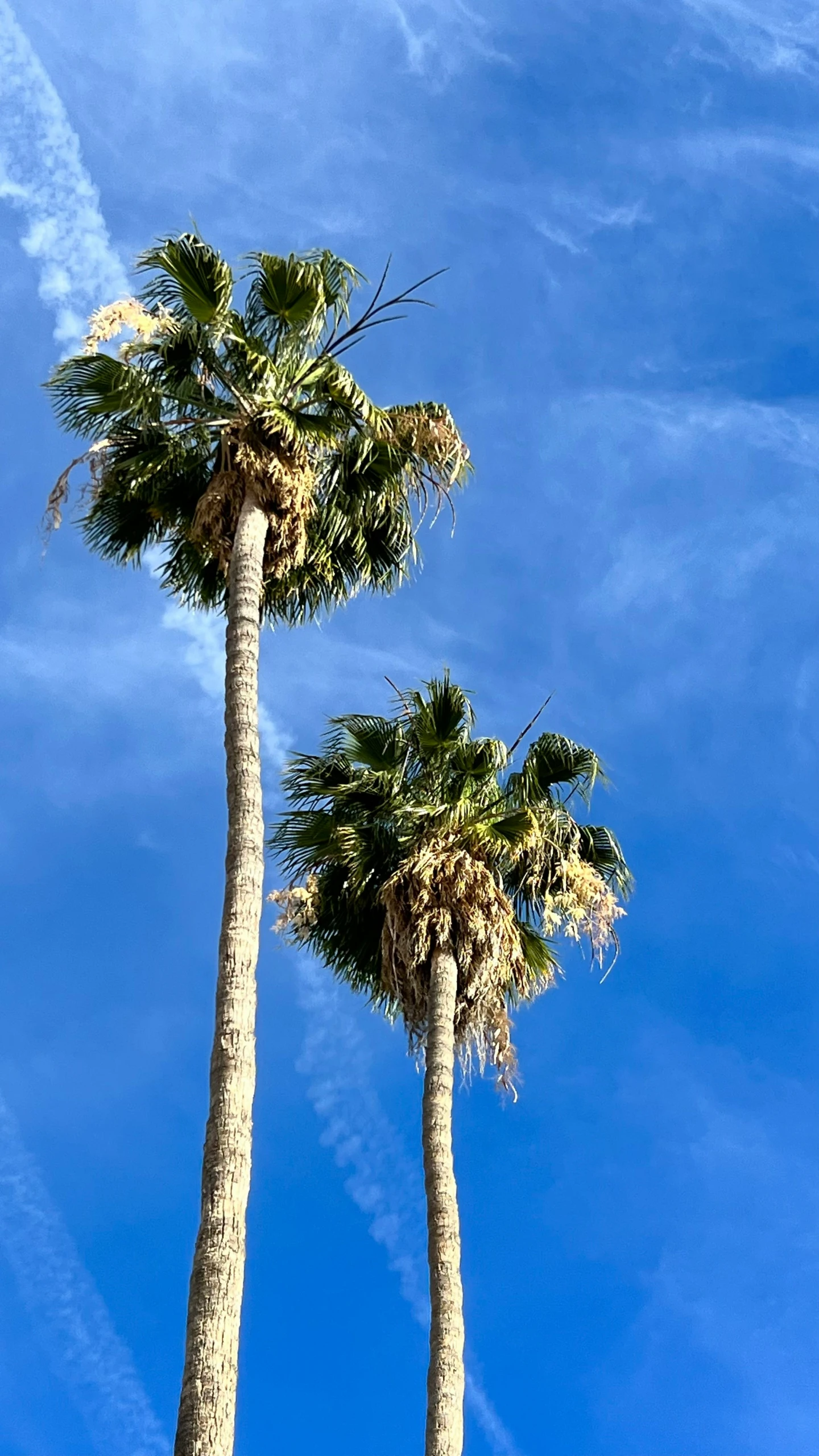 there are some palm trees standing out in the sky