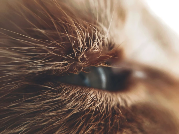 a close - up of a cat's eyes with its fur and bright light in the background