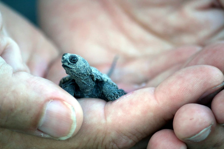 an adult person holding a baby turtle in their palm