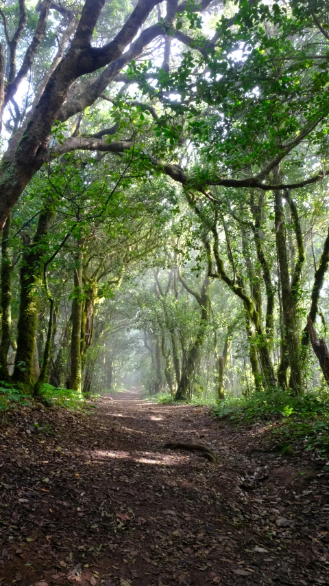 a dirt path through trees in a forest