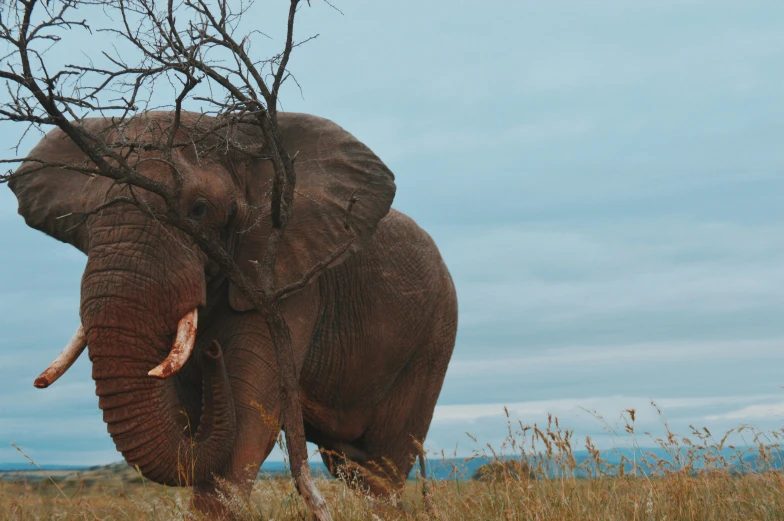 a large brown elephant standing next to a tree