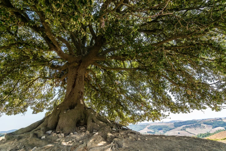 a tree stands on top of a rocky hill