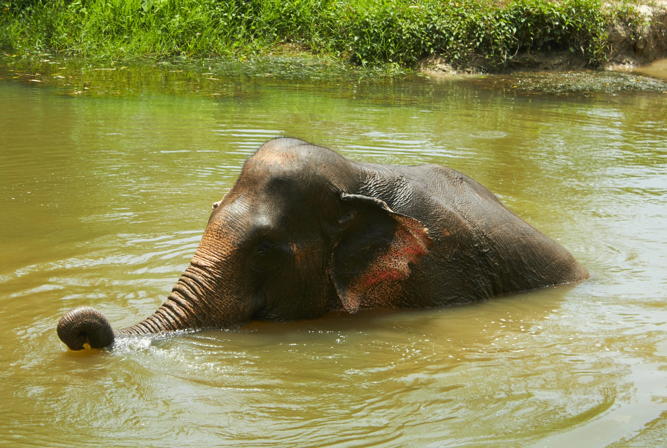 an elephant bathing in a body of water