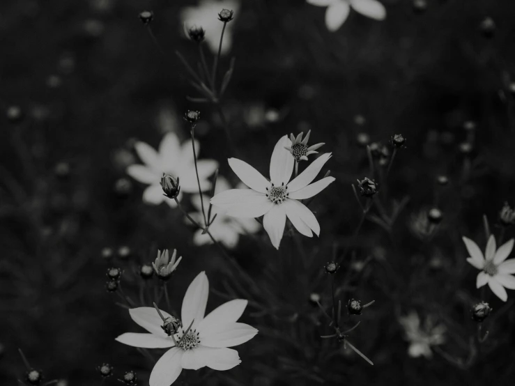 a group of white flowers is shown on a black background