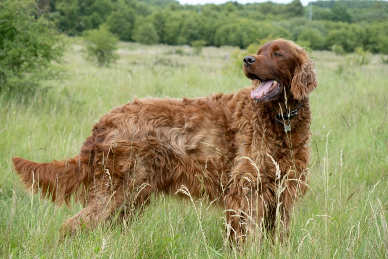 a brown dog stands in the grass with its tongue hanging out