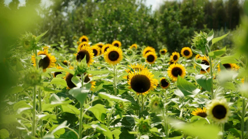 the sunflowers are blooming in a field