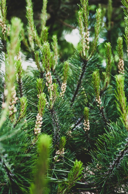 pine tree with cones growing from them