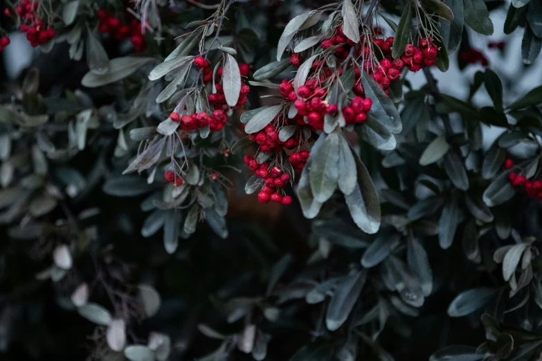 some red berries hanging from the trees