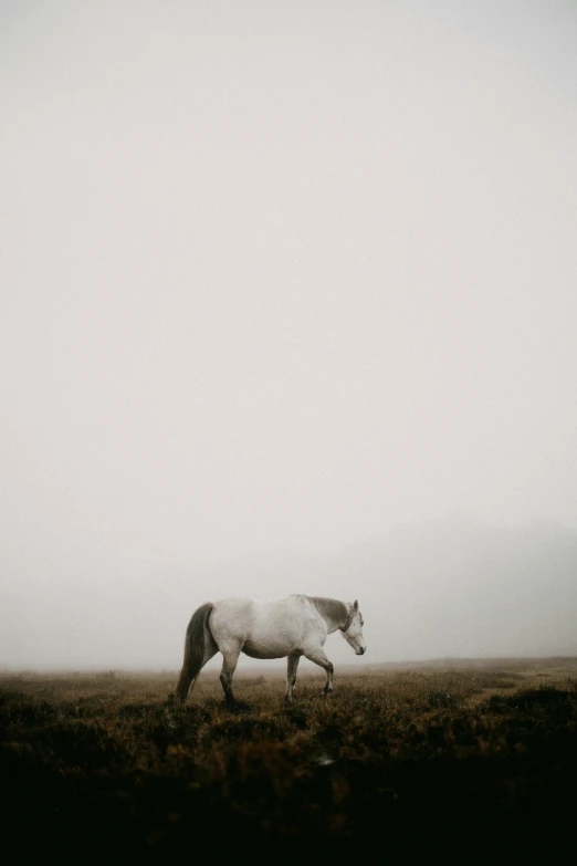 a horse that is walking across a field