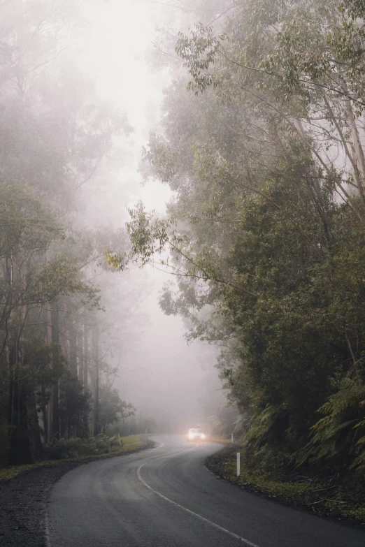 car on the foggy road near trees