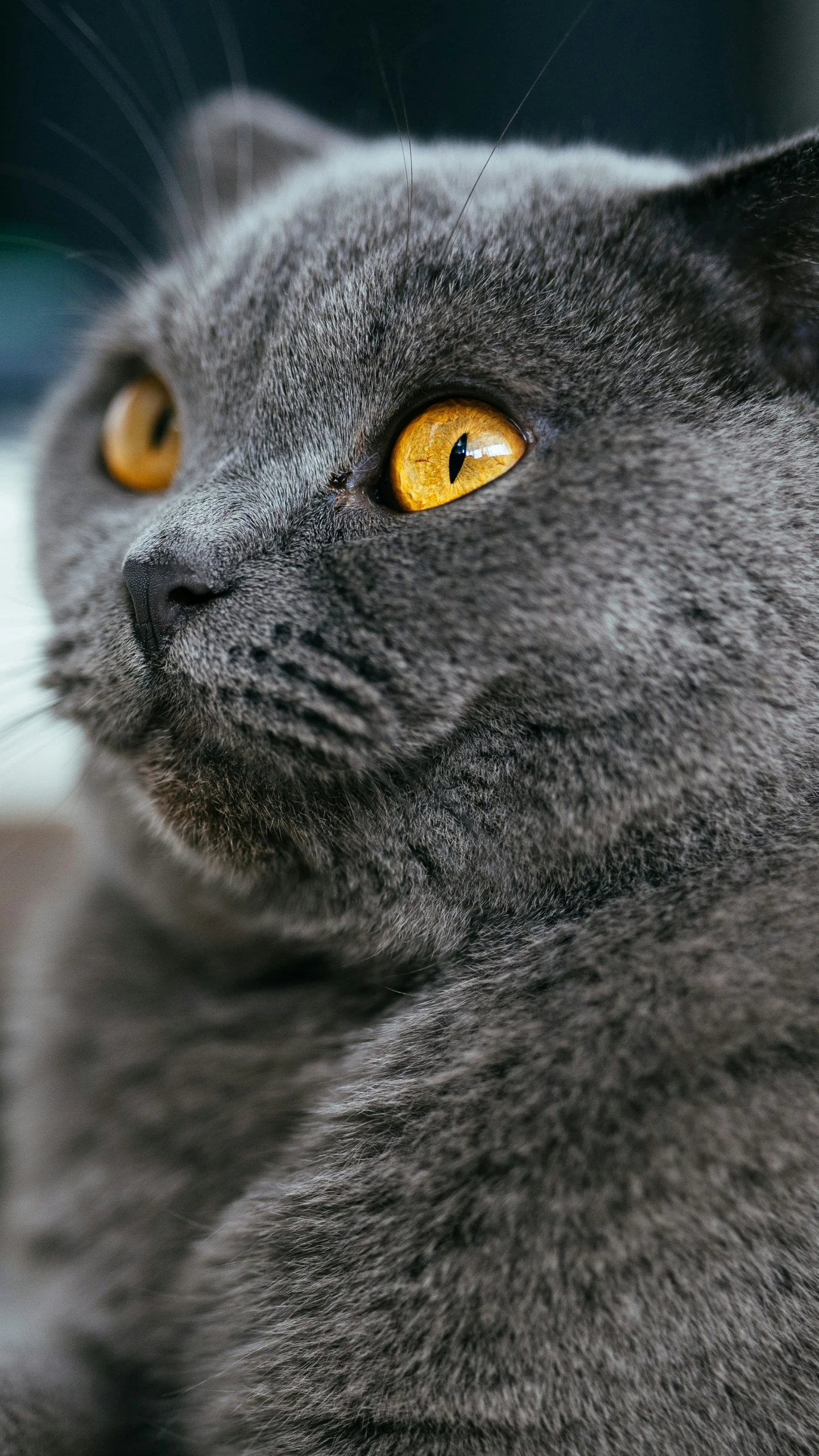 a gray cat with a golden eye is looking straight ahead