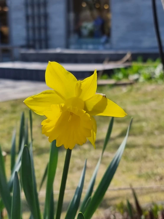 a yellow flower sits in the sun near a building