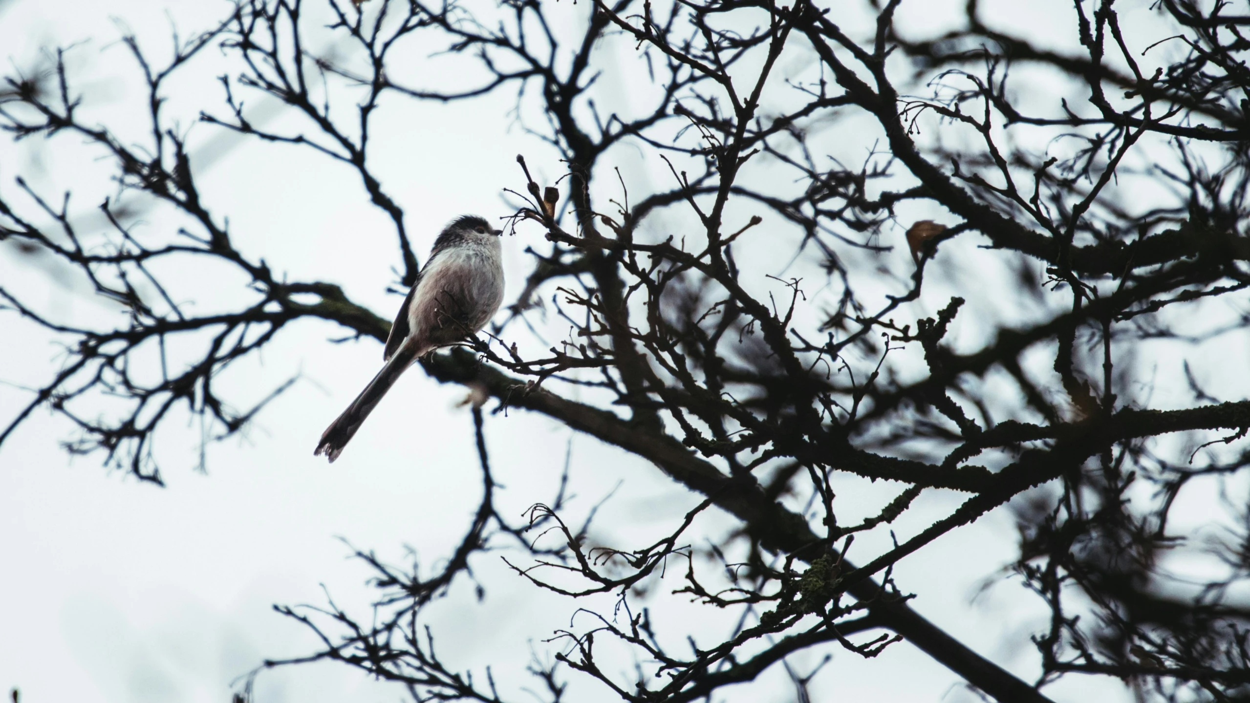 two small birds perched on nches of a tree