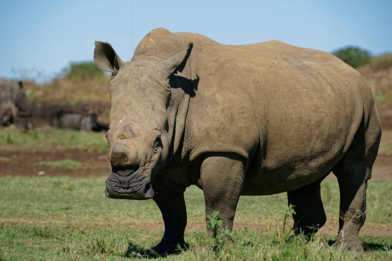 the rhino is standing still by itself on the grass