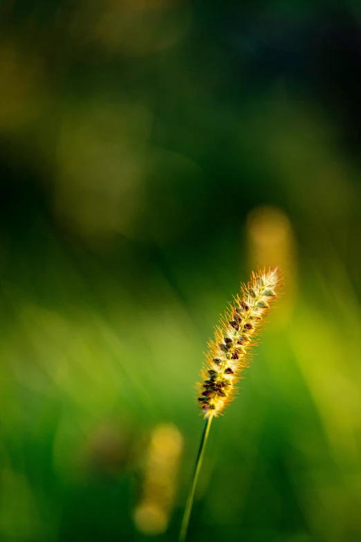 green grass with little yellow flowers in it