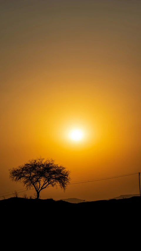 a silhouette of a tree at the edge of a sunset