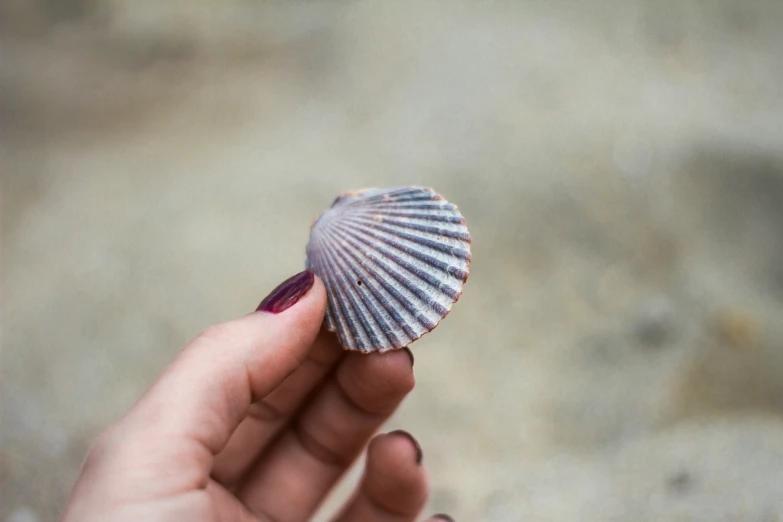 a shell in a hand is shown against a white background