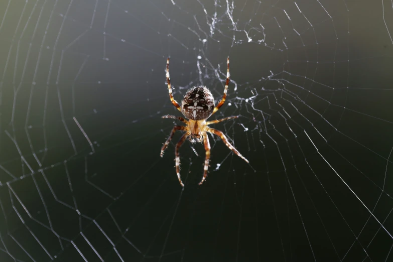 a spider is on the back of a web