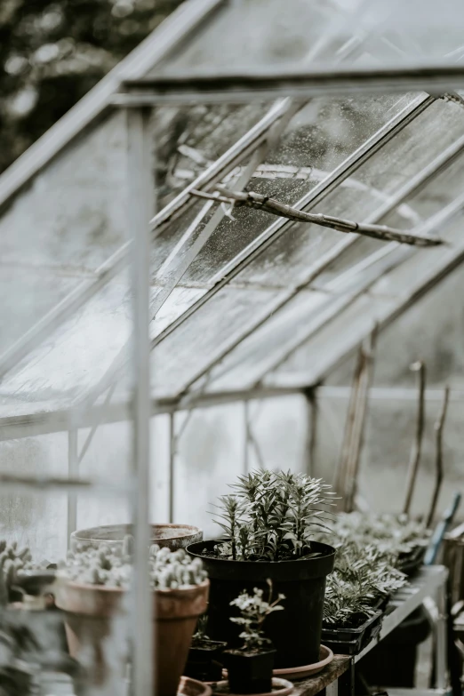 a large greenhouse filled with green plants and lots of dirt