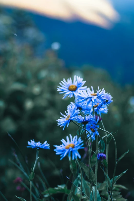 a group of blue flowers with some plants in the background