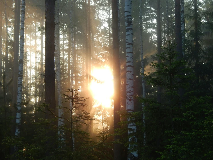 sunlight peeking through trees in a forest with many trees