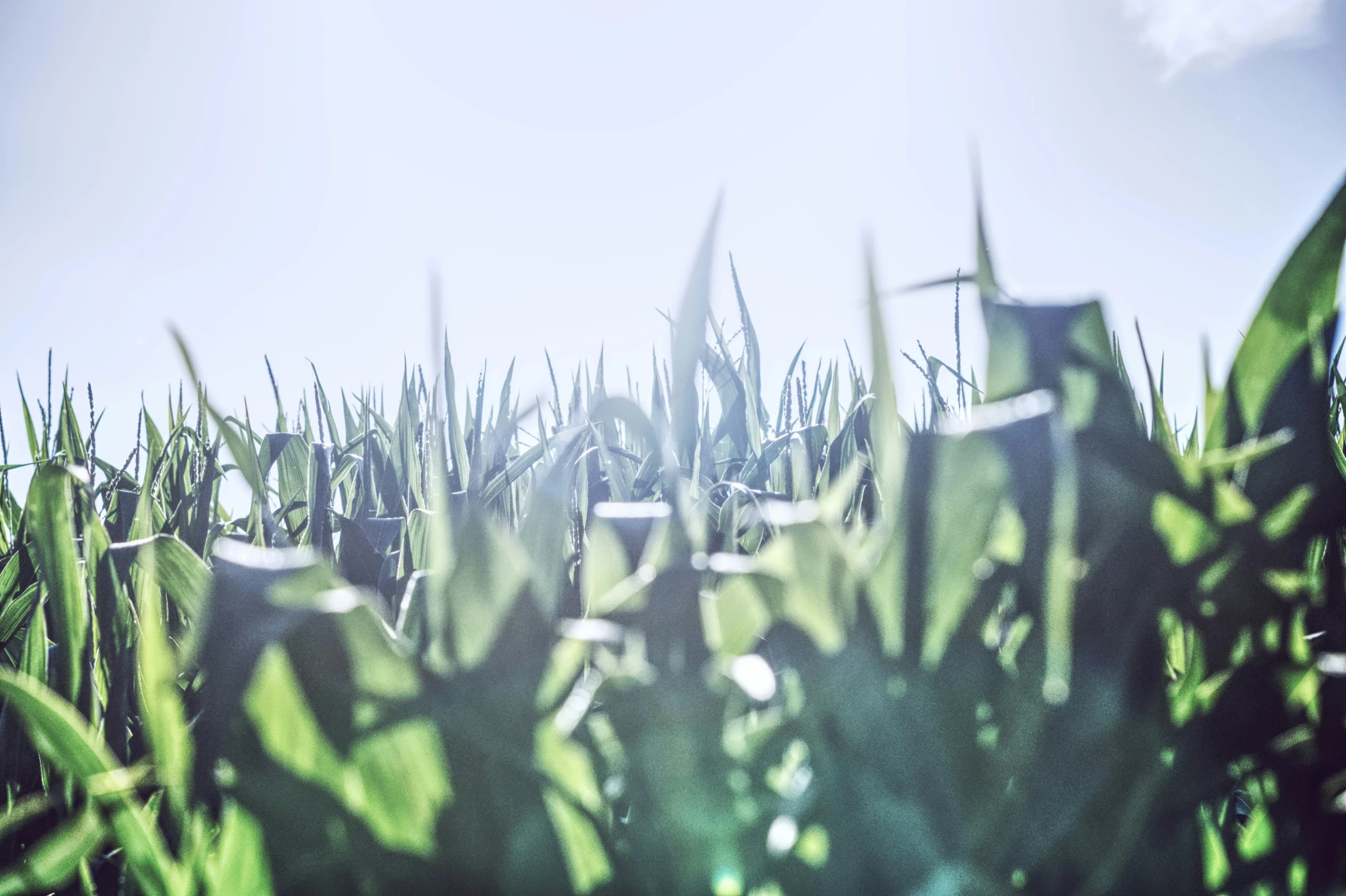 grass is seen in this blurry pograph against a blue sky