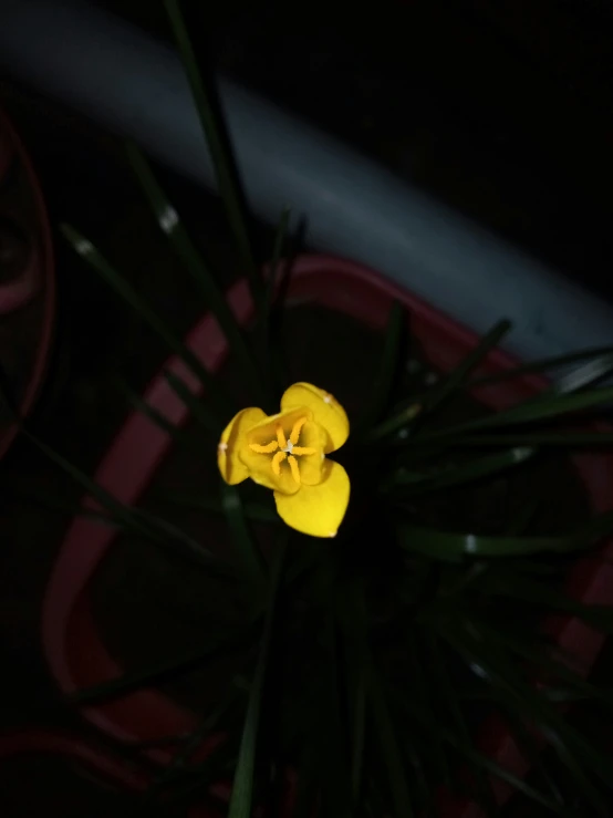 the yellow flowers are glowing brightly on the black background