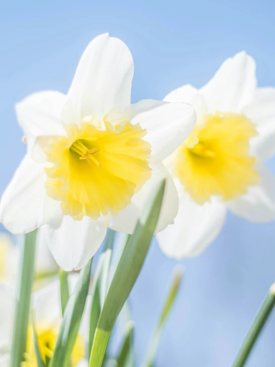 some yellow and white flowers in front of a blue sky