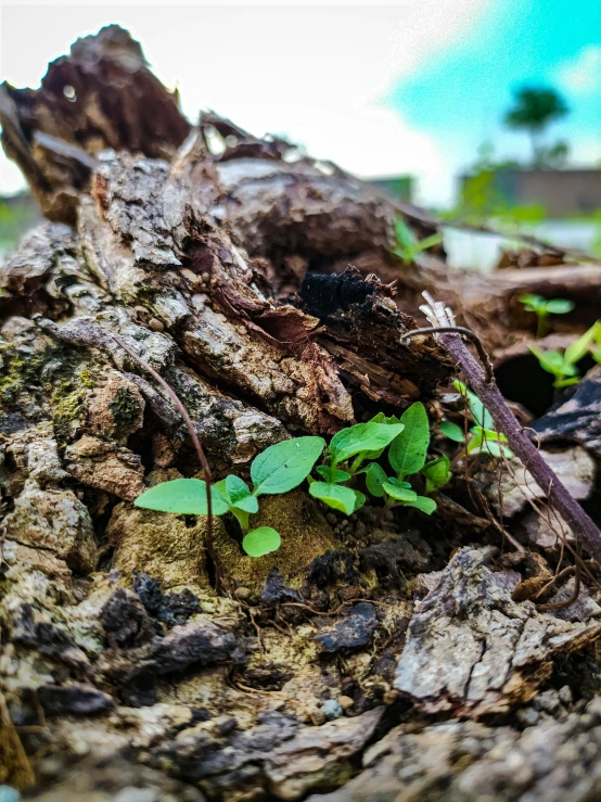 an image of a plant sprout in between a trunk