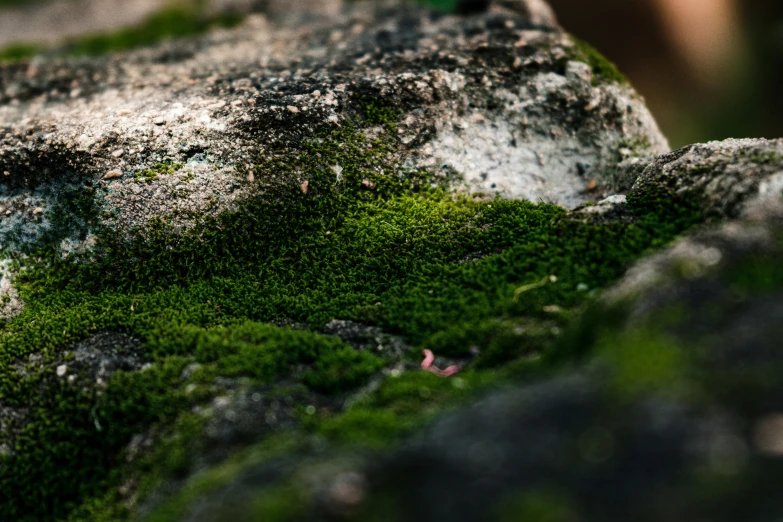 moss growing out of the rocks of the area