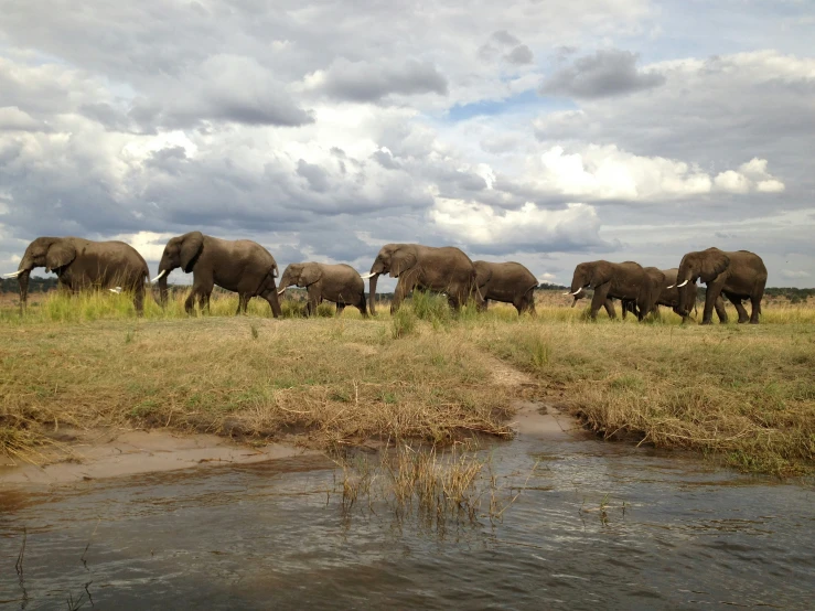 some elephants are walking in the grass and water